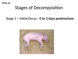 Stages of Decomposition
Stage 1 – Initial Decay - 0 to 3 days postmortem
Write all !
 