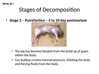 Stages of Decomposition
• Stage 2 – Putrefaction – 4 to 10 day postmortem
• The pig has become bloated from the build up of gases
within the body.
• Gas buildup creates internal pressure, inflating the body
and forcing fluids from the body.
Write all !
 