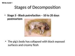 Stages of Decomposition
• Stage 3 - Black putrefaction – 10 to 20 days
postmortem
• The pig's body has collapsed with black exposed
surfaces and creamy flesh
Write bold !
 