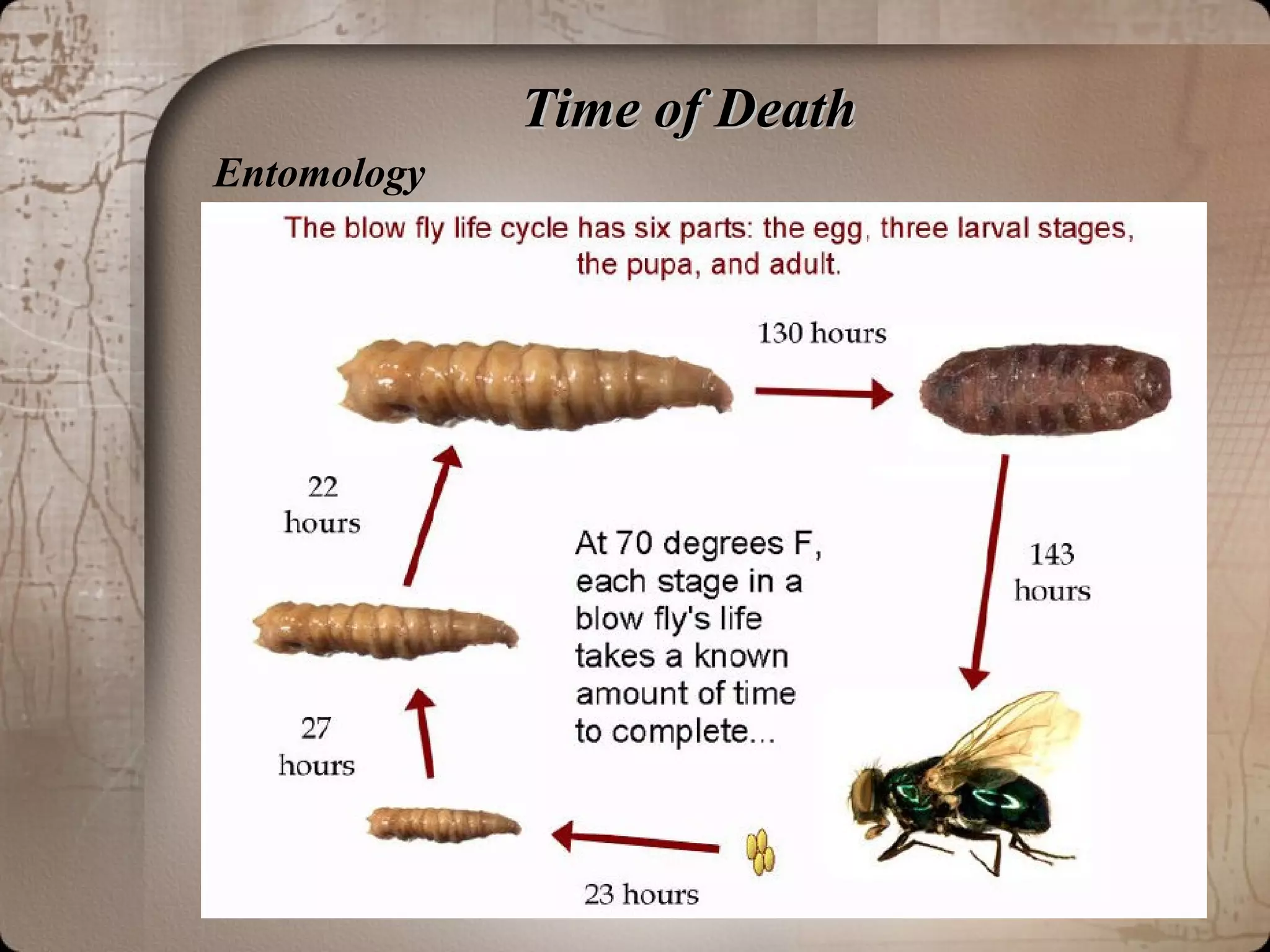 Time of DeathTime of Death
Entomology
 