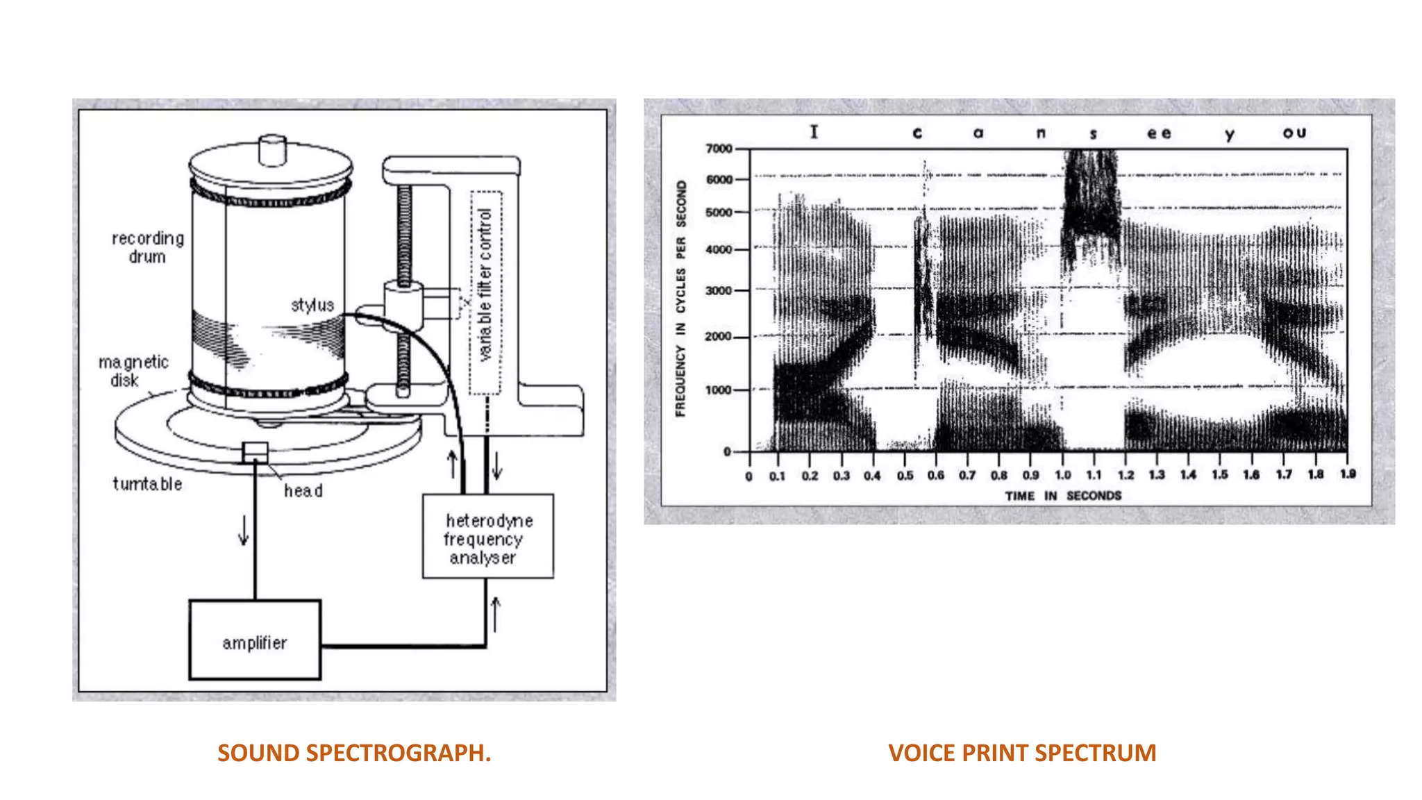 Forensic phonetics[1] | PPTX