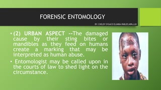 FORENSIC ENTOMOLOGY
• (2) URBAN ASPECT --The damaged
cause by their sting bites or
mandibles as they feed on humans
create a marking that may be
interpreted as human abuse.
• Entomologist may be called upon in
the courts of law to shed light on the
circumstance.
BY: CHELDY SYGACO ELUMBA-PABLEO,MPA,LLB
 