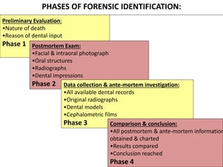 PHASES OF FORENSIC IDENTIFICATION:
Preliminary Evaluation:
•Nature of death
•Reason of dental input
Phase 1 Postmortem Exam:
•Facial & intraoral photograph
•Oral structures
•Radiographs
•Dental impressions
Phase 2 Data collection & ante-mortem investigation:
•All available dental records
•Original radiographs
•Dental models
•Cephalometric films
Phase 3 Comparison & conclusion:
•All postmortem & ante-mortem information
obtained & charted
•Results compared
•Conclusion reached
Phase 4
 