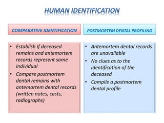 COMPARATIVE IDENTIFICATION
• Establish if deceased
remains and antemortem
records represent same
individual
• Compare postmortem
dental remains with
antemortem dental records
(written notes, casts,
radiographs)
POSTMORTEM DENTAL PROFILING
• Antemortem dental records
are unavailable
• No clues as to the
identification of the
deceased
• Compile a postmortem
dental profile
 