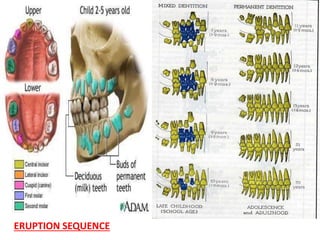 ERUPTION SEQUENCE
 
