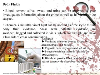  Police are able to search the Integrated Ballistics Identification System  (IBIS) databaseto compare markings from bullets, cartridge cases, and shotgun shells to ballistic evidence.Investigators can compare the striations on bullets to see if they match.Did you know? Caliber(handguns & rifles) or gauge (shotguns) refers to the size of the internal diameter of a gun’s barrel. 