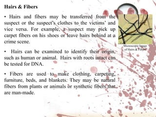 Fingerprints • There are 3 types of fingerprint patterns: arches, loops, and whorls. Investigators also identify unique ridge characteristics in a fingerprint that can be used to identify a suspect or victim.• AFIS (Automated Fingerprint Identification System) is a database used by investigators at local, state, and national levels to search for matches to fingerprints found at a crime scene. Dust & Dirt• Dust, dirt, or sand evidence can reveal where a person has traveled and may be picked up at a crime scene or left behind.• Investigators examine the samples for chemical composition, pollen, plant material, and other organic matter to find links to a specific crime scene.Microscopic Image of Sand Images: http://www.npsg.uwaterloo.ca/resources/images/microscope/Sand%200004.jpg