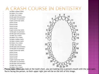 1. 3rd Molar (wisdom tooth)
2. 2nd Molar (12-yr molar)
3. 1st Molar (6-yr molar)
4. 2nd Bicuspid (2nd premolar)
5. 1st Bicuspid (1st premolar)
6. Cuspid (canine/eye tooth)
7. Lateral incisor
8. Central incisor
9. Central incisor
10. Lateral incisor
11. Cuspid (canine/eye tooth)
12. 1st Bicuspid (1st premolar)
13. 2nd Bicuspid (2nd premolar)
14. 1st Molar (6-yr molar)
15. 2nd Molar (12-yr molar)
16. 3rd Molar (wisdom tooth)
17. 3rd Molar (wisdom tooth)
18. 2nd Molar (12-yr molar)
19. 1st Molar (6-yr molar)
20. 2nd Bicuspid (2nd premolar)
21. 1st Bicuspid (1st premolar)
22. Cuspid (canine/eye tooth)
23. Lateral incisor
24. Central incisor
25. Central incisor
26. Lateral incisor
27. Cuspid (canine/eye tooth)
28. 1st Bicuspid (1st premolar)
29. 2nd Bicuspid (2nd premolar)
30. 1st Molar (6-yr molar)
31. 2nd Molar (12-yr molar)
32. 3rd Molar (wisdom tooth)
Please note: When you look at the tooth chart, you are looking into a person's mouth with the jaws open.
You're facing the person, so their upper right jaw will be on the left of this image.
 