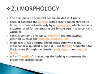  The mammalian sperm cell can be divided in 4 parts:
 head: it contains the nucleus with densely coiled chromatin
fibres, surrounded anteriorly by an acrosome, which contains
enzymes used for penetrating the female egg. It also contains
vacuoles.
 neck: it contains one typical centriole and one atypical
centriole such as the proximal centriole like.
 midpiece: it has a central filamentous core with many
mitochondria spiralled around it, used for ATP production for
the journey through the female cervix, uterus and uterine
tubes.
 tail or "flagellum": it executes the lashing movements that
propel the spermatocyte.
 