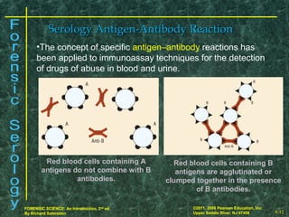 8-12
©2011, 2008 Pearson Education, Inc.
Upper Saddle River, NJ 07458
FORENSIC SCIENCE: An Introduction, 2nd
ed.
By Richard Saferstein 8-12
©2011, 2008 Pearson Education, Inc.
Upper Saddle River, NJ 07458
FORENSIC SCIENCE: An Introduction, 2nd
ed.
By Richard Saferstein
Serology Antigen-Antibody ReactionSerology Antigen-Antibody Reaction
•The concept of specific antigen–antibody reactions has
been applied to immunoassay techniques for the detection
of drugs of abuse in blood and urine.
Red blood cells containing A
antigens do not combine with B
antibodies.
Red blood cells containing B
antigens are agglutinated or
clumped together in the presence
of B antibodies.
 