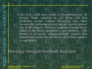 8-13
©2011, 2008 Pearson Education, Inc.
Upper Saddle River, NJ 07458
FORENSIC SCIENCE: An Introduction, 2nd
ed.
By Richard Saferstein
 Let’s look a little more closely at this phenomenon. InLet’s look a little more closely at this phenomenon. In
normal blood, antigens on red blood cells andnormal blood, antigens on red blood cells and
antibodies coexist without destroying each otherantibodies coexist without destroying each other
because the antibodies present are not specific towardbecause the antibodies present are not specific toward
any of the antigens. However, suppose a foreign serumany of the antigens. However, suppose a foreign serum
added to the blood introduces a new antibody. Thisadded to the blood introduces a new antibody. This
results in a specific antigen-antibody reaction thatresults in a specific antigen-antibody reaction that
immediately causes the red blood cells to link together,immediately causes the red blood cells to link together,
or agglutinate.or agglutinate.
Serology Antigen-Antibody ReactionSerology Antigen-Antibody Reaction
 