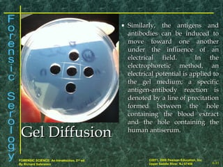 8-33
©2011, 2008 Pearson Education, Inc.
Upper Saddle River, NJ 07458
FORENSIC SCIENCE: An Introduction, 2nd
ed.
By Richard Saferstein
Gel DiffusionGel Diffusion
 Similarly, the antigens andSimilarly, the antigens and
antibodies can be induced toantibodies can be induced to
move toward one anothermove toward one another
under the influence of anunder the influence of an
electrical field. In theelectrical field. In the
electrophoretic method, anelectrophoretic method, an
electrical potential is applied toelectrical potential is applied to
the gel medium; a specificthe gel medium; a specific
antigen-antibody reaction isantigen-antibody reaction is
denoted by a line of precitationdenoted by a line of precitation
formed between the holeformed between the hole
containing the blood extractcontaining the blood extract
and the hole containing theand the hole containing the
human antiserum.human antiserum.
 