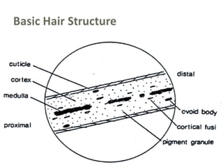 Structure of Hair  Hair Growth by Samanthulapdf