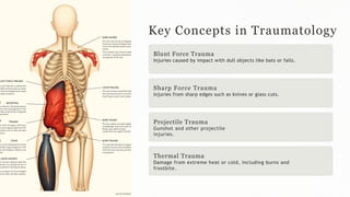 Sharp Force Trauma Radiograph Comprehensive Forensic Traumatology: Injury Types, Analysis, and Case ...