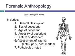 Forensic Anthropology
CHE 113
  12




                       Goal: Biological Profile

          Includes:
                1. General Description
                2. Sex of decedent
                3. Age of decedent
                4. Ancestry of decedent
                5. Stature of decedent
                6. Assessment of trauma
                      (ante-, peri-, post mortem)
                7. Pathologies noted
 