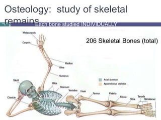 Osteology: study of skeletal
  remainsach bone studied INDIVIDUALLY
CHE 113
  13    E


                         206 Skeletal Bones (total)
 