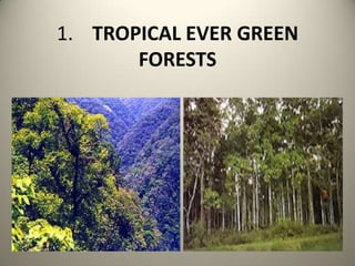 1.	TROPICAL EVER GREEN FORESTS