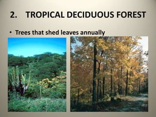 2.	TROPICAL DECIDUOUS FORESTTrees that shed leaves annually