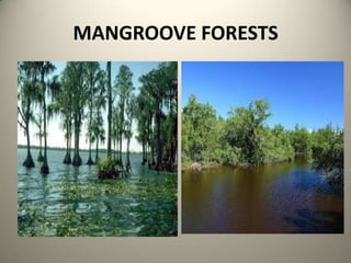 MANGROOVE FORESTS