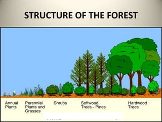 STRUCTURE OF THE FOREST