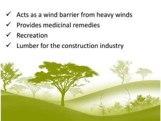    Prevents soil erosion