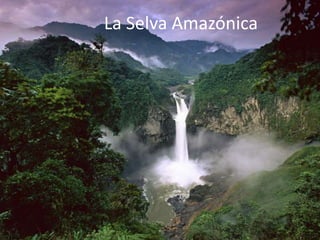 La Selva Amazónica
 