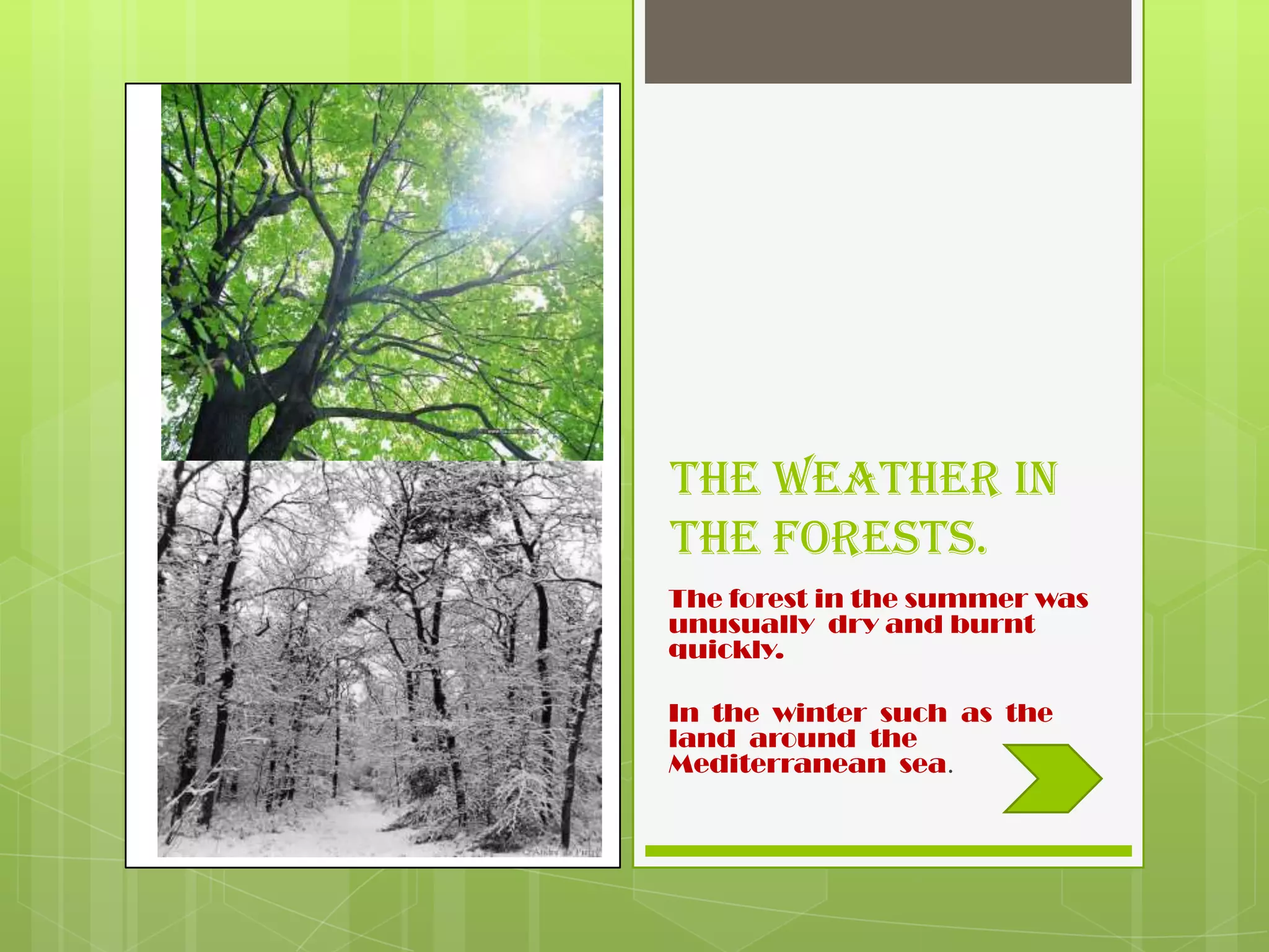 The weather in
the forests.
The forest in the summer was
unusually dry and burnt
quickly.

In the winter such as the
land around the
Mediterranean sea.
 