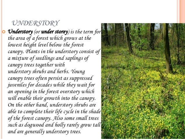 Essay on forest and wildlife image