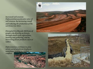 Increased soil erosion:
Deforestation accelerates rates of
soil erosion, by increasing runoff
and reducing the protection of the
soil from tree litter.
Disrupted livelihoods: Millions of
people rely directly on forests,
through small-scale agriculture,
hunting and gathering, and by
harvesting forest products such as
rubber.
Deforestation continues to pose
severe social problems in places,
sometimes leading to violent
conflict.
 