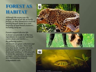 FOREST AS
HABITAT
Although the ocean was the
original home of all life of Earth,
forests, as they themselves evolved,
quickly became home to a vast
majority of land based creatures...
including early ma
Forests support diverse life.
A forest can provide 3 of the key
ingredients to a species' survival:
water, food, and shelter…..
By gathering water...
All forests are great collectors and
storerooms of water. Their root
structure holds together the soil,
and their leaf litter gets broken
down and combined with minerals
to form the equivalent of gigantic
sponges - slowly releasing water
into surrounding areas at
a dependable rate.
 