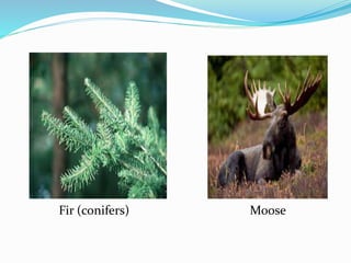 Fir (conifers) Moose
 