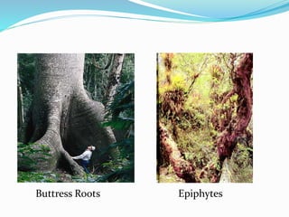 Buttress Roots Epiphytes
 