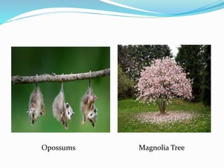 Opossums Magnolia Tree
 