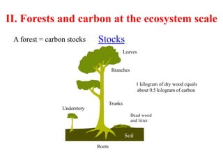 II. Forests and carbon at the ecosystem scale
A forest = carbon stocks
Leaves
Branches
Dead wood
and litter
Soil
Roots
Trunks
Understory
1 kilogram of dry wood equals
about 0.5 kilogram of carbon
Stocks
 