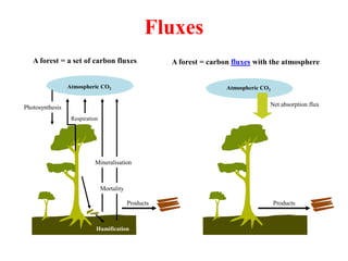 Fluxes
Atmospheric CO2
Net absorption flux
A forest = carbon fluxes with the atmosphere
Products
A forest = a set of carbon fluxes
Atmospheric CO2
Products
Photosynthesis
Respiration
Mortality
Mineralisation
Humification
 