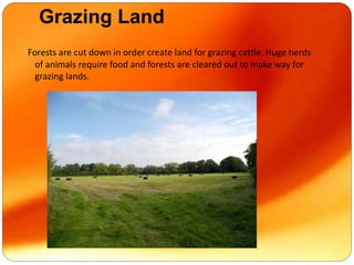 Grazing Land
Forests are cut down in order create land for grazing cattle. Huge herds
of animals require food and forests are cleared out to make way for
grazing lands.
 