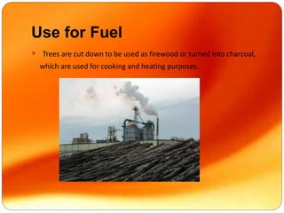 Use for Fuel
 Trees are cut down to be used as firewood or turned into charcoal,
which are used for cooking and heating purposes.
 
