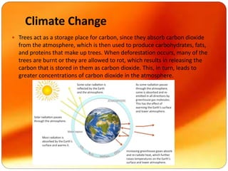 Climate Change
 Trees act as a storage place for carbon, since they absorb carbon dioxide
from the atmosphere, which is then used to produce carbohydrates, fats,
and proteins that make up trees. When deforestation occurs, many of the
trees are burnt or they are allowed to rot, which results in releasing the
carbon that is stored in them as carbon dioxide. This, in turn, leads to
greater concentrations of carbon dioxide in the atmosphere.
 
