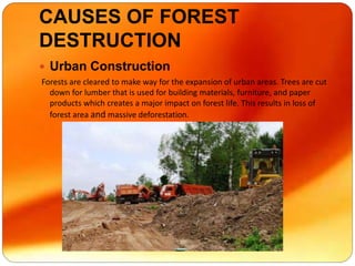 CAUSES OF FOREST
DESTRUCTION
 Urban Construction
Forests are cleared to make way for the expansion of urban areas. Trees are cut
down for lumber that is used for building materials, furniture, and paper
products which creates a major impact on forest life. This results in loss of
forest area and massive deforestation.
 