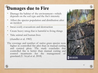 Damages due to Fire
• Damage the habitat of the environment—which
depends on the soil type and the fire’s intensity
• Affect the species population and distribution after
an incident
• Incur costly evacuations and destruction
• Create heavy smog that is harmful to living things
• Take animal and human lives
(chandler et al. 1983)
The coverage and number of native grass species were
higher in controlled fire plot than in manual cutting
and control plots. The study concludes that
controlled fire is better than manual cutting and
control treatments for the management of
grassland.(U Aryal et al. 2018)
10
 