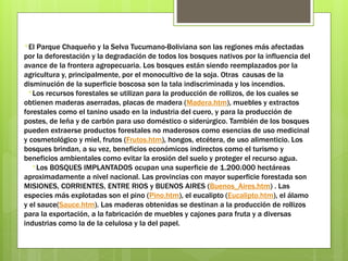 *El Parque Chaqueño y la Selva Tucumano-Boliviana son las regiones más afectadas
por la deforestación y la degradación de todos los bosques nativos por la influencia del
avance de la frontera agropecuaria. Los bosques están siendo reemplazados por la
agricultura y, principalmente, por el monocultivo de la soja. Otras causas de la
disminución de la superficie boscosa son la tala indiscriminada y los incendios.
*Los recursos forestales se utilizan para la producción de rollizos, de los cuales se
obtienen maderas aserradas, placas de madera (Madera.htm), muebles y extractos
forestales como el tanino usado en la industria del cuero, y para la producción de
postes, de leña y de carbón para uso doméstico o siderúrgico. También de los bosques
pueden extraerse productos forestales no maderosos como esencias de uso medicinal
y cosmetológico y miel, frutos (Frutos.htm), hongos, etcétera, de uso alimenticio. Los
bosques brindan, a su vez, beneficios económicos indirectos como el turismo y
beneficios ambientales como evitar la erosión del suelo y proteger el recurso agua.
*Los BOSQUES IMPLANTADOS ocupan una superficie de 1.200.000 hectáreas
aproximadamente a nivel nacional. Las provincias con mayor superficie forestada son
MISIONES, CORRIENTES, ENTRE RIOS y BUENOS AIRES (Buenos_Aires.htm) . Las
especies más explotadas son el pino (Pino.htm), el eucalipto (Eucalipto.htm), el álamo
y el sauce(Sauce.htm). Las maderas obtenidas se destinan a la producción de rollizos
para la exportación, a la fabricación de muebles y cajones para fruta y a diversas
industrias como la de la celulosa y la del papel.
 