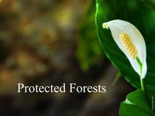 Protected Forests
 