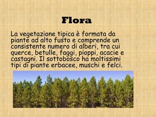 Flora
La vegetazione tipica è formata da
piante ad alto fusto e comprende un
consistente numero di alberi, tra cui
querce, betulle, faggi, pioppi, acacie e
castagni. Il sottobosco ha moltissimi
tipi di piante erbacee, muschi e felci.
 
