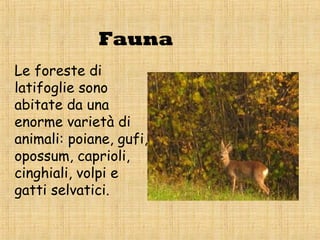 Fauna
Le foreste di
latifoglie sono
abitate da una
enorme varietà di
animali: poiane, gufi,
opossum, caprioli,
cinghiali, volpi e
gatti selvatici.
 