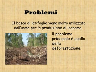 Problemi
Il bosco di latifoglie viene molto utilizzato
 dall’uomo per la produzione di legname,
                        il problema
                        principale è quello
                        della
                        deforestazione.
 
