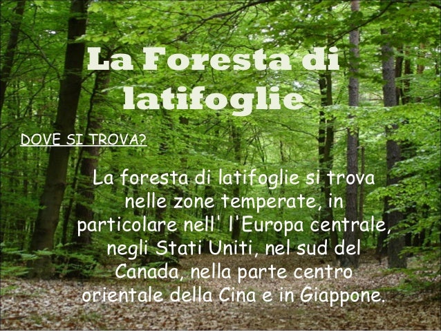 foreste dilatifoglio
