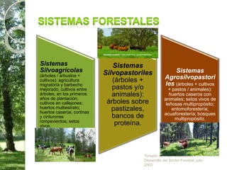Tomado de: Plan Nacional de
Desarrollo del Sector Forestal, julio
2003
Sistemas
Silvoagrícolas
(árboles / arbustos +
cultivos): agricultura
migratória y barbecho
mejorado; cultivos entre
árboles, en los primeros
años de plantación;
cultivos en callejones;
huertos multiestrato;
huertos caseros; cortinas
y cinturones
rompevientos; setos
vivos.
Sistemas
Silvopastoriles
(árboles +
pastos y/o
animales):
árboles sobre
pastizales,
bancos de
proteína.
Sistemas
Agrosilvopastori
les (árboles + cultivos
+ pastos / animales):
huertos caseros con
animales; setos vivos de
leñosas multipropósito;
entomoforestería;
acuaforestería; bosques
multipropósito.
 