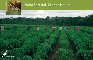 Valor Forestal- Caucho Natural 
 