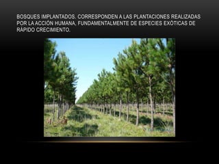 BOSQUES IMPLANTADOS. CORRESPONDEN A LAS PLANTACIONES REALIZADAS
POR LA ACCIÓN HUMANA, FUNDAMENTALMENTE DE ESPECIES EXÓTICAS DE
RÁPIDO CRECIMIENTO.
 