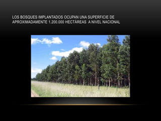 LOS BOSQUES IMPLANTADOS OCUPAN UNA SUPERFICIE DE
APROXIMADAMENTE 1.200.000 HECTÁREAS A NIVEL NACIONAL
 